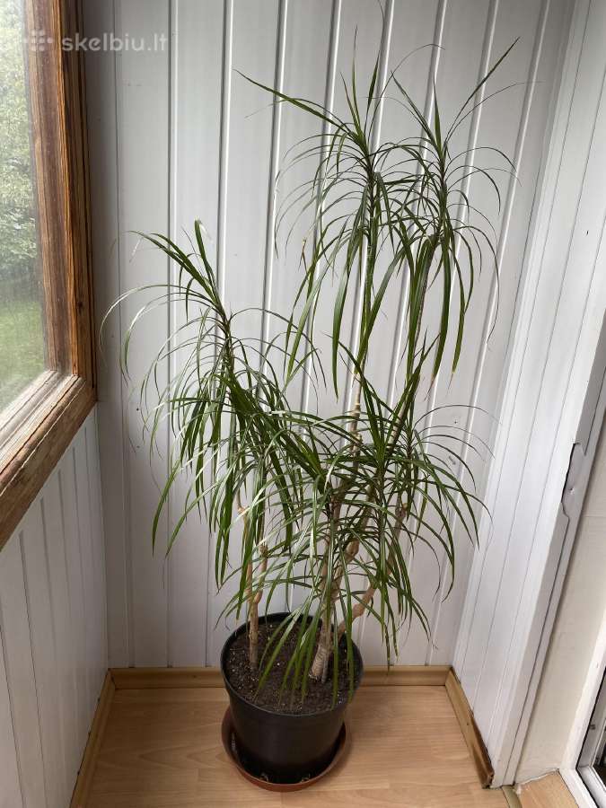 Dracena