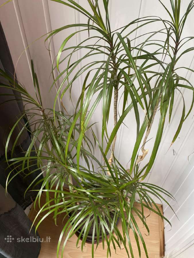 Dracena - nuotraukos Nr. 2