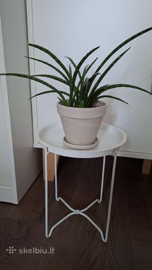 Mini stalelis/padėklas/stovas augalams smulkmenoms