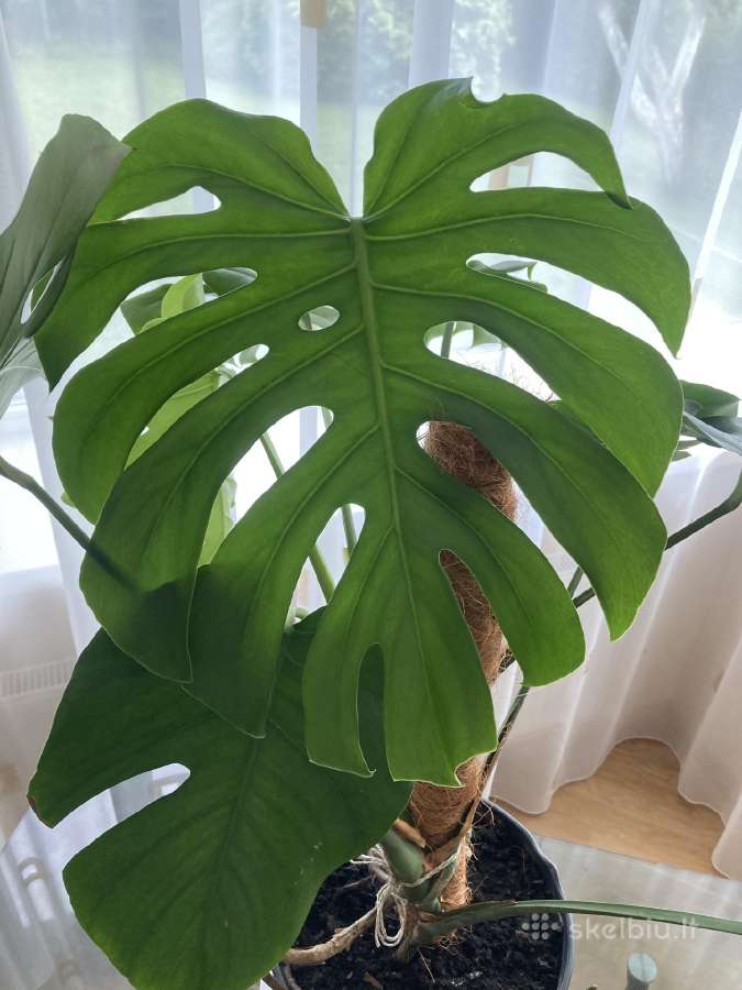 Karališka monstera deliciosa - nuotraukos Nr. 2