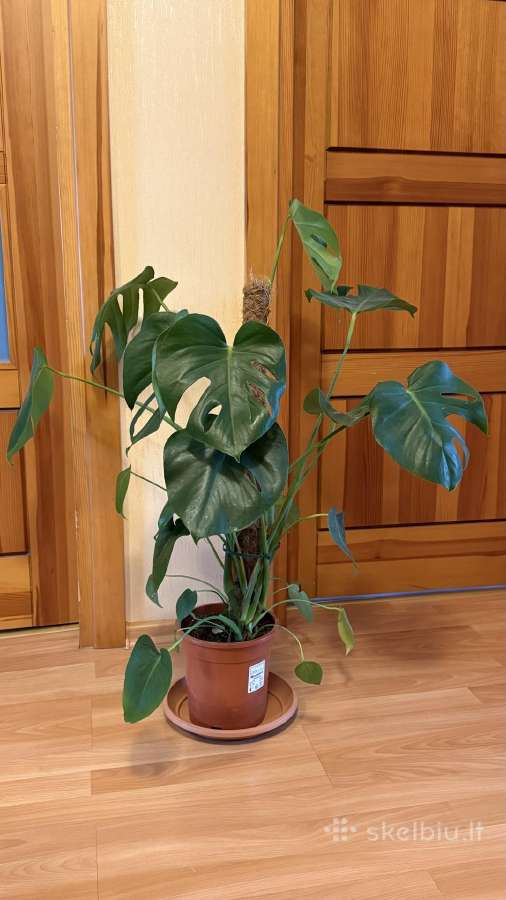 Parduodu gėlę: Monstera deliciosa