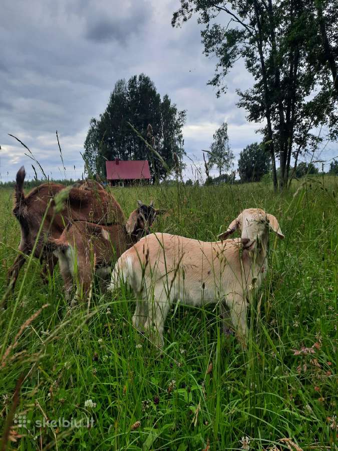 Parduodu ožiuką ir ožkytę