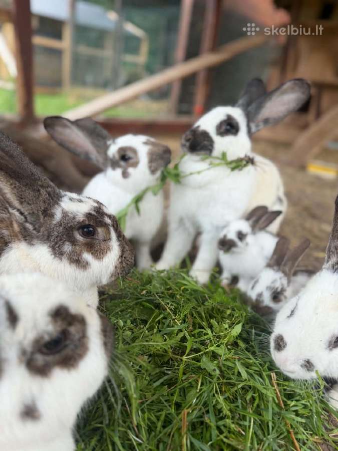 Parduodami Prancūzų Drugelių Veislės Triušiukai - nuotraukos Nr. 5