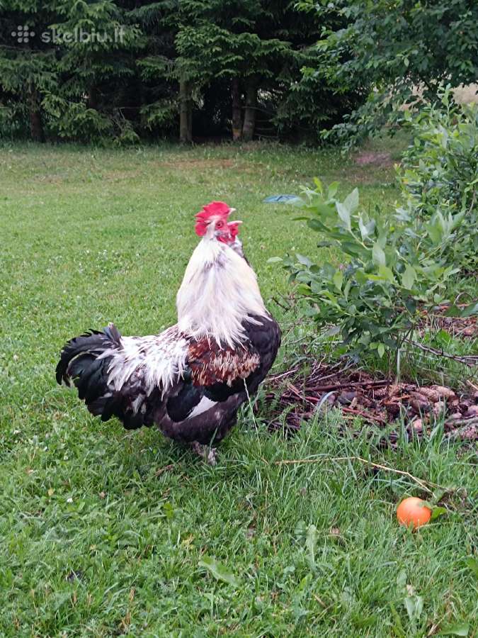 Parduodami gaidžiai laikymui - nuotraukos Nr. 2