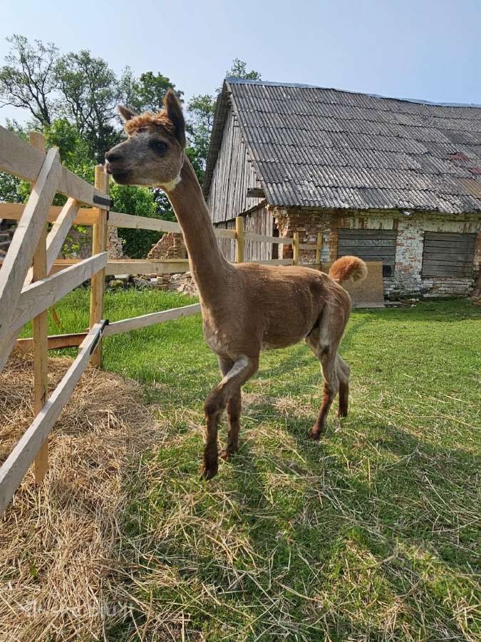 Parduodu 2 alpakų patinus