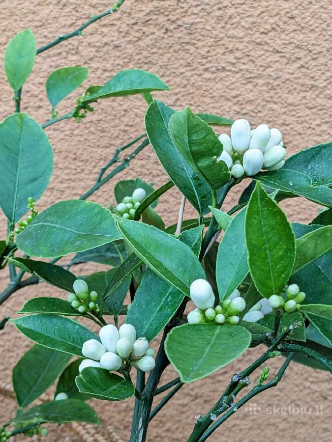 Augalas citrinmedis, apelsinmedis, limeta - nuotraukos Nr. 4