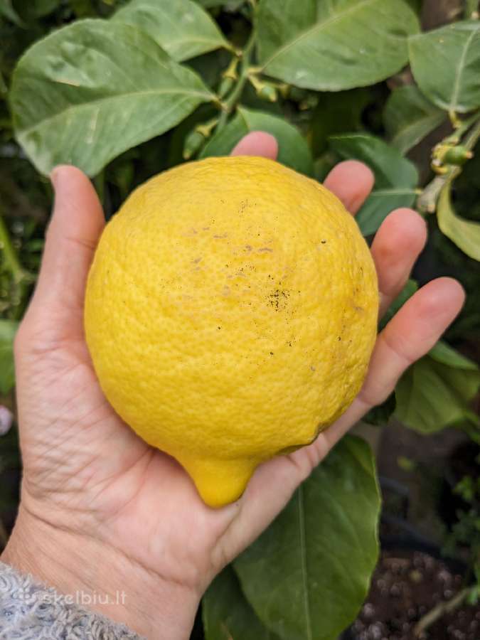 Augalas citrinmedis, apelsinmedis, limeta - nuotraukos Nr. 5