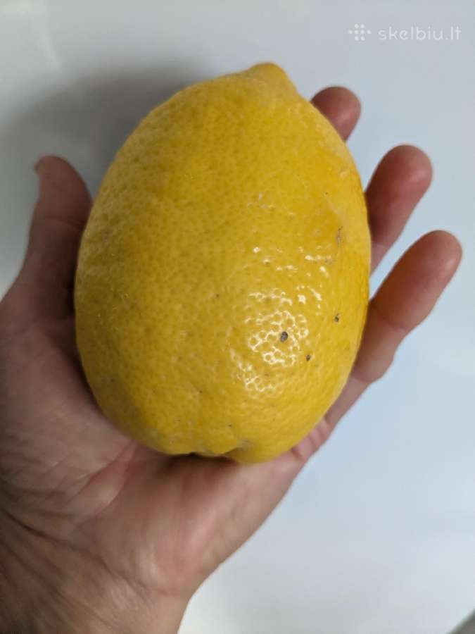 Augalas citrinmedis, apelsinmedis, limeta - nuotraukos Nr. 6