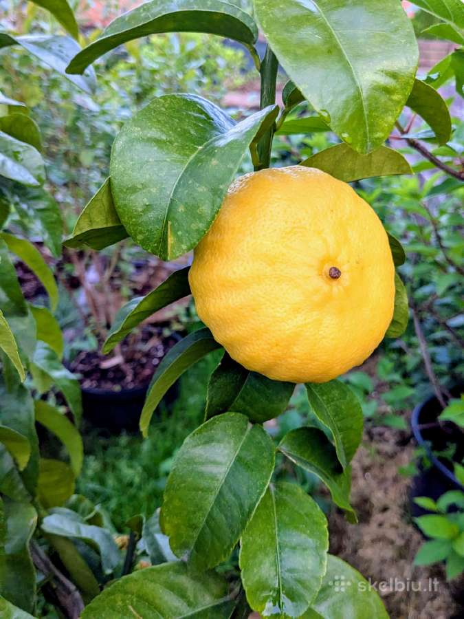 Augalas citrinmedis, apelsinmedis, limeta - nuotraukos Nr. 7