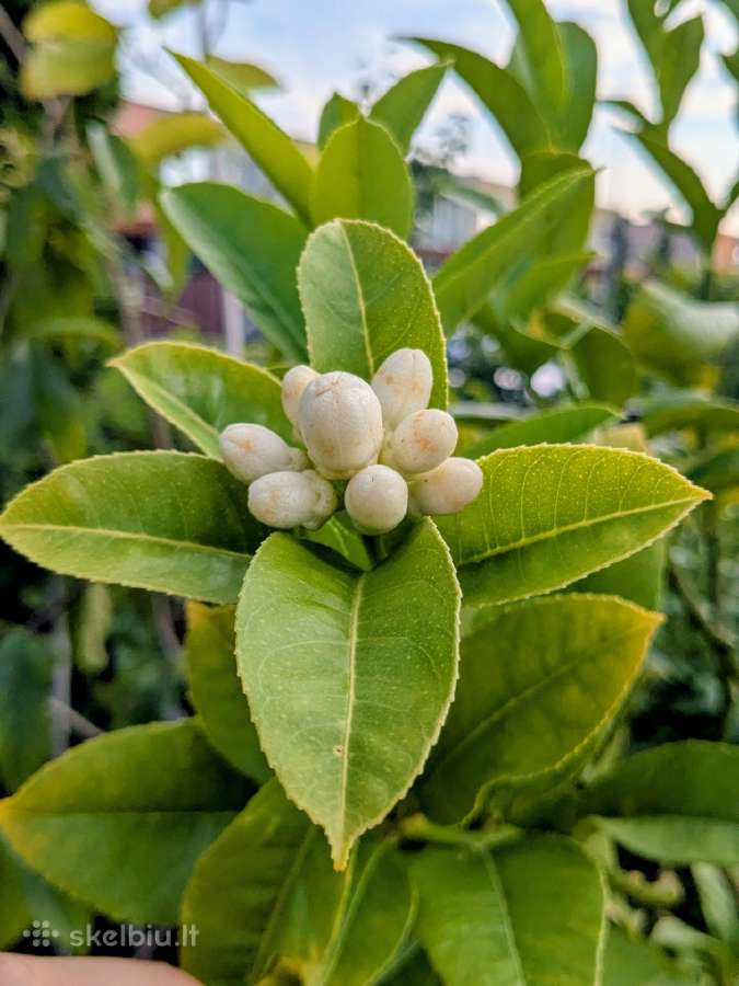 Augalas citrinmedis, apelsinmedis, limeta - nuotraukos Nr. 9