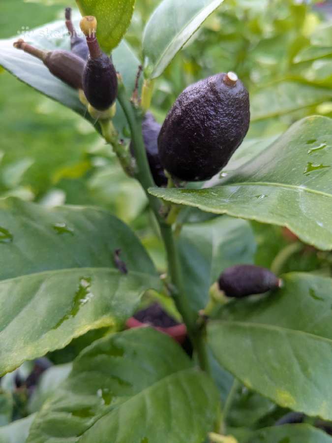 Augalas citrinmedis, apelsinmedis, limeta - nuotraukos Nr. 10