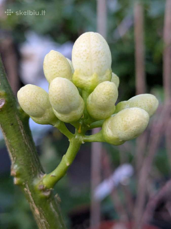 Augalas citrinmedis, apelsinmedis, limeta - nuotraukos Nr. 11