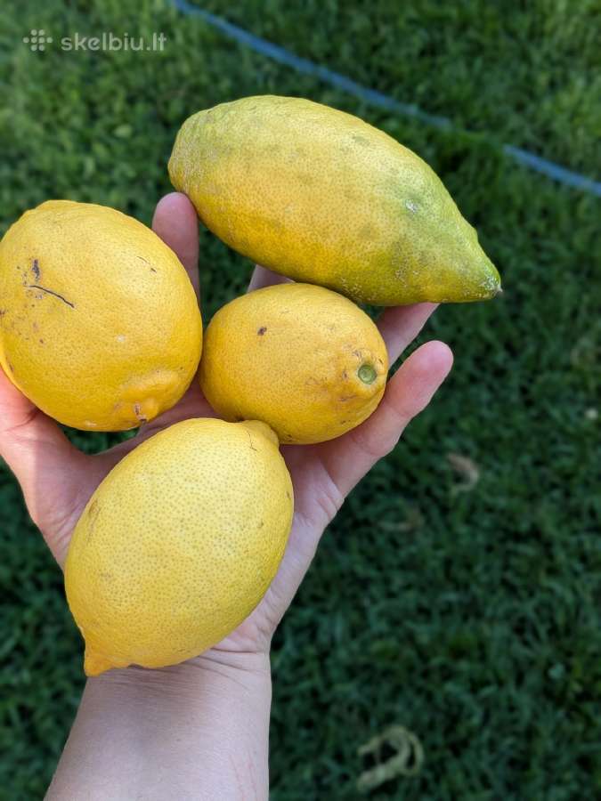 Augalas citrinmedis, apelsinmedis, limeta - nuotraukos Nr. 12