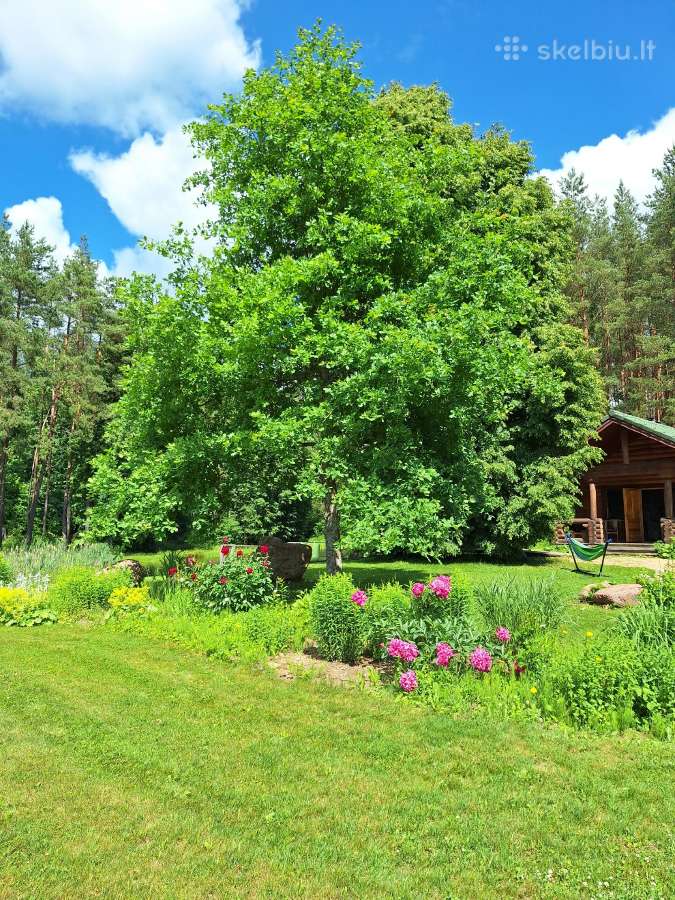 Sodybos,rąstinių namelių,pirties nuoma miške. - nuotraukos Nr. 5