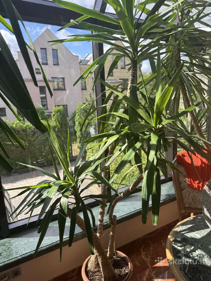 Kambarinis augalas - nuotraukos Nr. 2