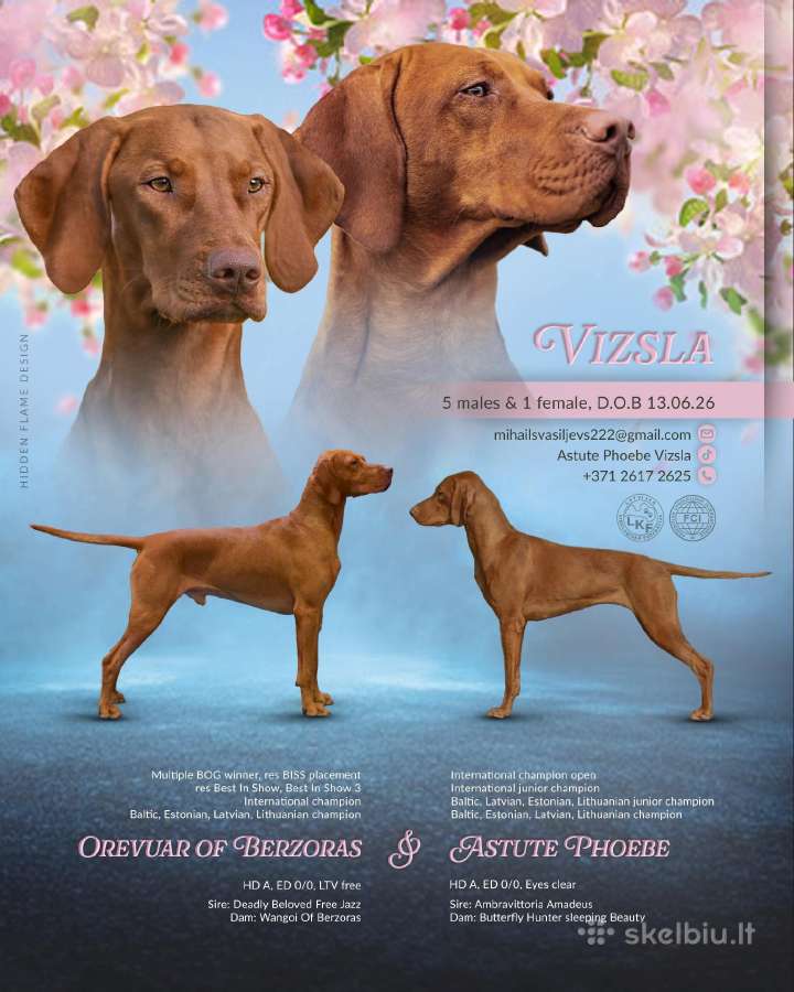 Vizsla Šuniukai pasiruošę keliauti į naujus namus - nuotraukos Nr. 7