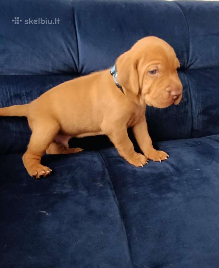 Vizsla Šuniukai pasiruošę keliauti į naujus namus - nuotraukos Nr. 20