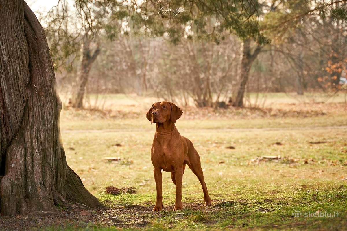 Vizsla Šuniukai pasiruošę keliauti į naujus namus - nuotraukos Nr. 24