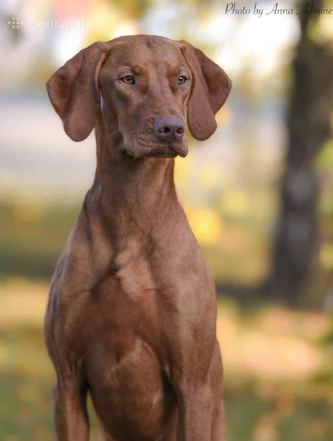 Vizsla Šuniukai pasiruošę keliauti į naujus namus - nuotraukos Nr. 21