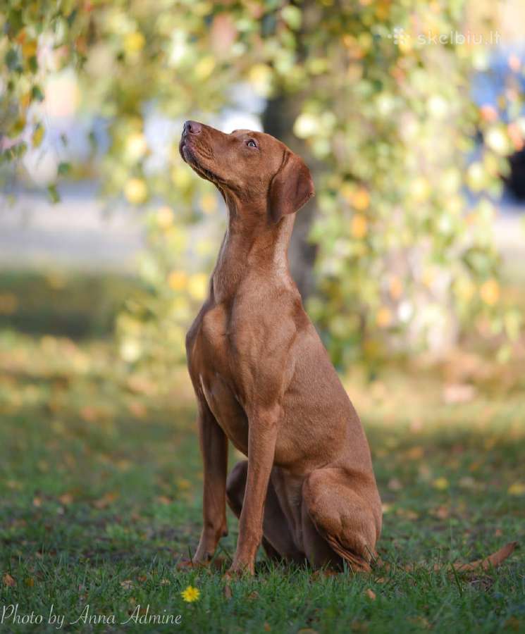 Vizsla Šuniukai pasiruošę keliauti į naujus namus - nuotraukos Nr. 22