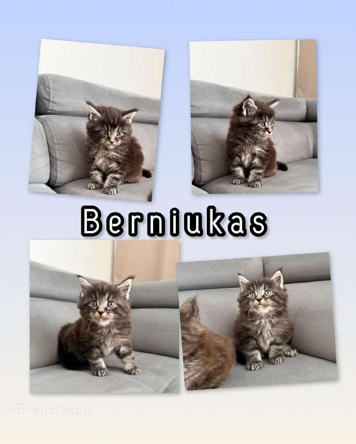 Meino meškėnai su kilmės dokumentais