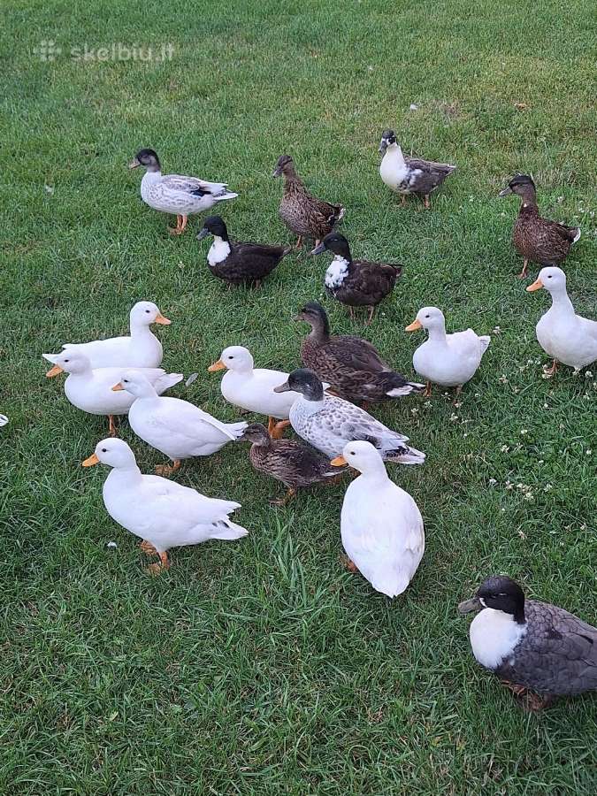 Call duck ančiukai