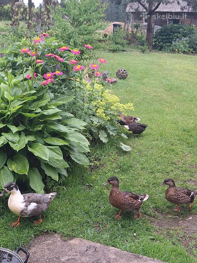 Call duck ančiukai - nuotraukos Nr. 2
