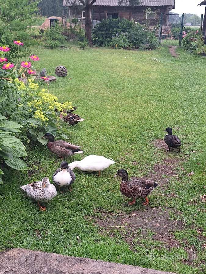 Call duck ančiukai - nuotraukos Nr. 3