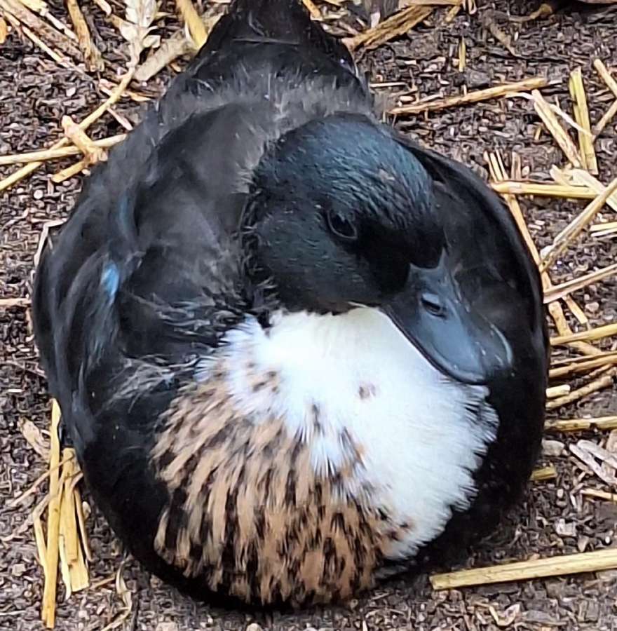 Call duck ančiukai - nuotraukos Nr. 6