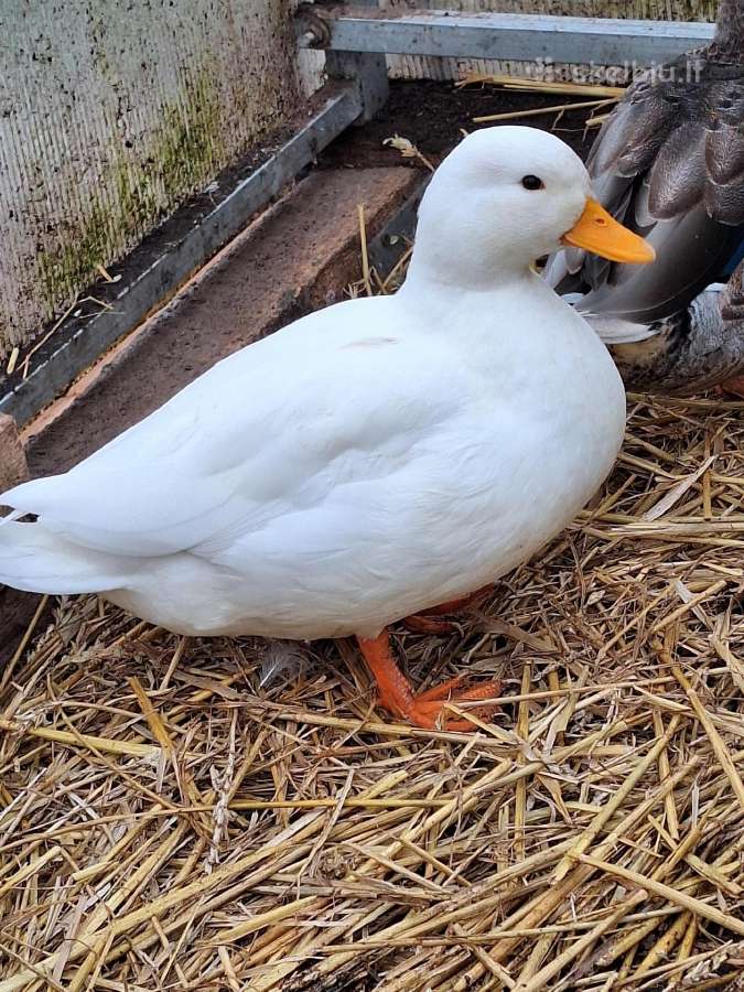 Call duck ančiukai - nuotraukos Nr. 4