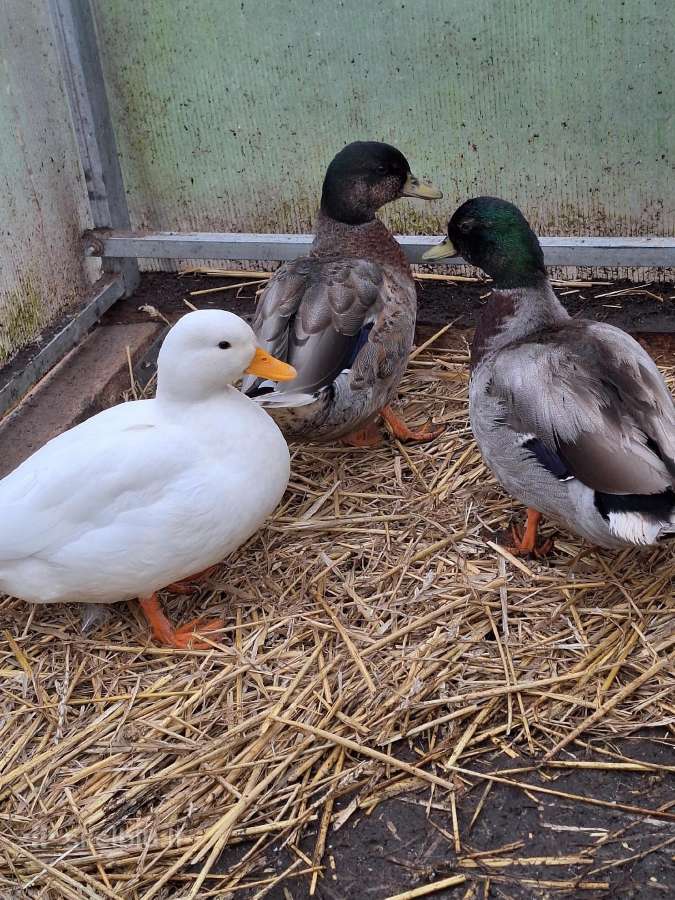 Call duck ančiukai - nuotraukos Nr. 5