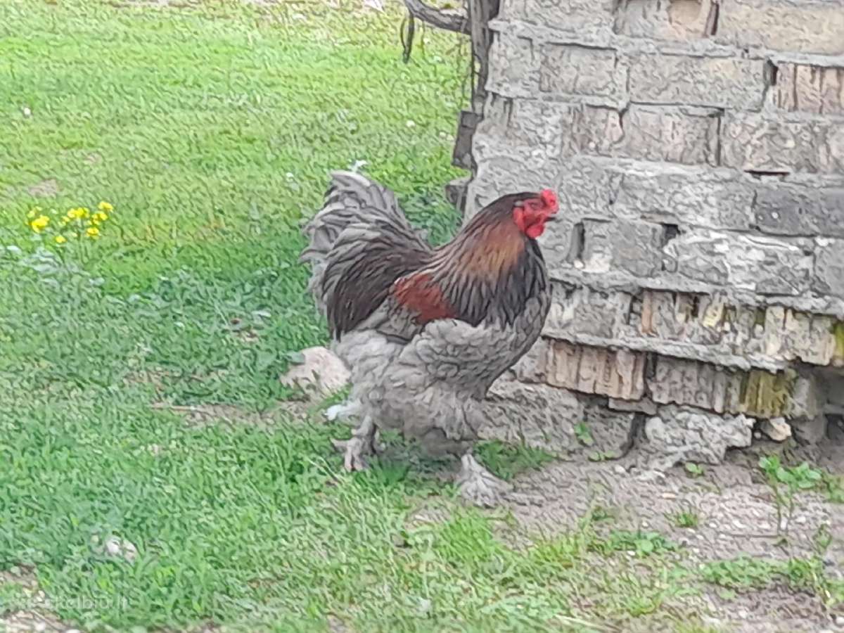 Parduodam 2 veislėtus gaidžius - nuotraukos Nr. 2