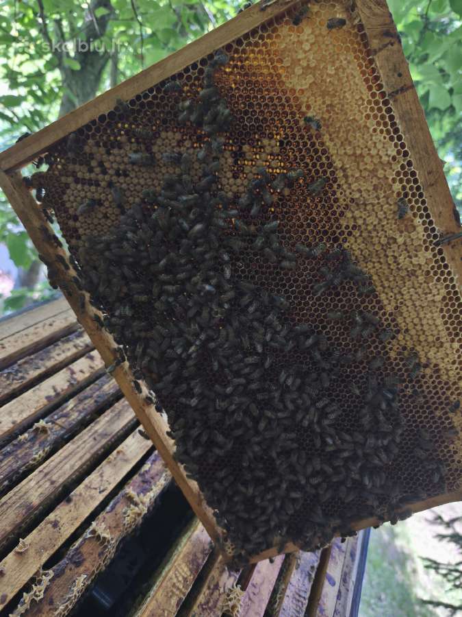 Korpusinis bičių avilys su šeima - nuotraukos Nr. 16
