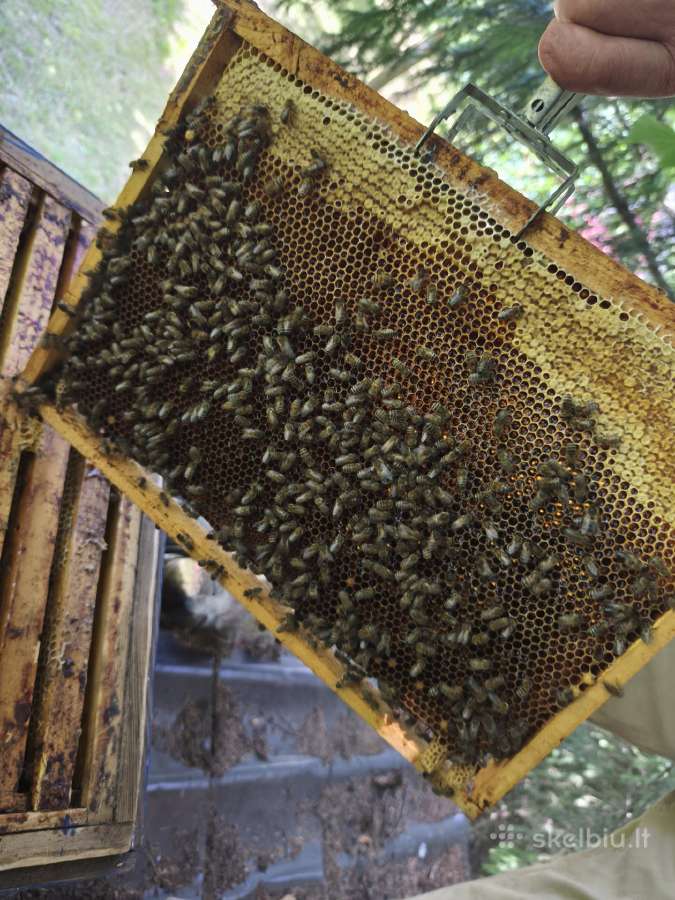 Korpusinis bičių avilys su šeima - nuotraukos Nr. 17