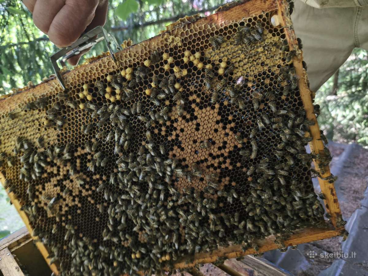 Korpusinis bičių avilys su šeima - nuotraukos Nr. 18