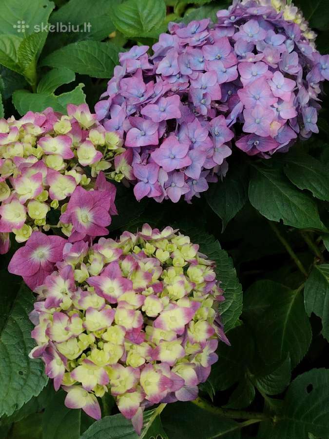 Žydi ant naujų šakų! Hortenzija Summer Love