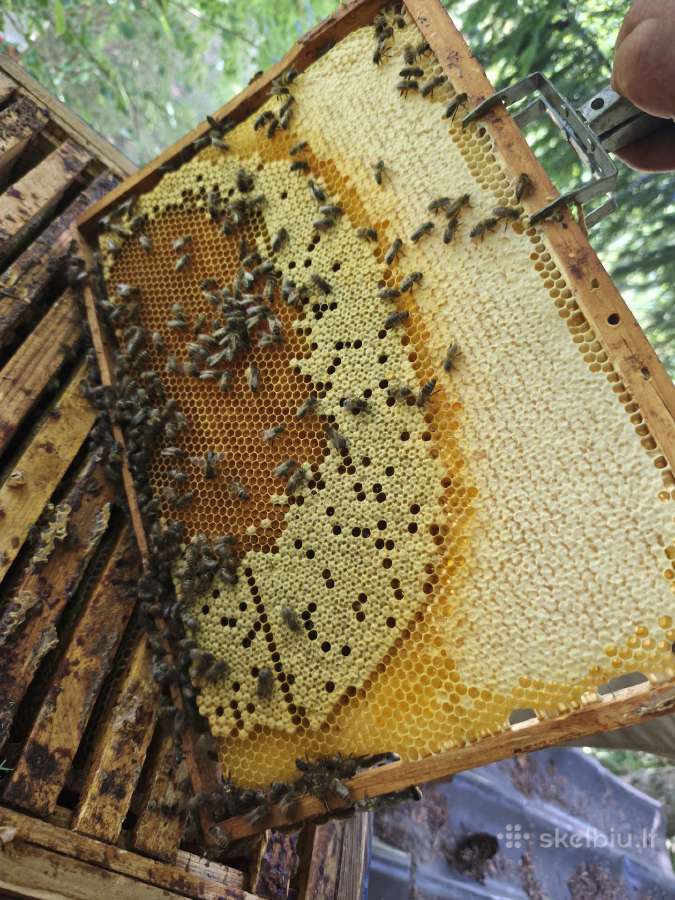 Korpusinis bičių avilys su šeima - nuotraukos Nr. 19