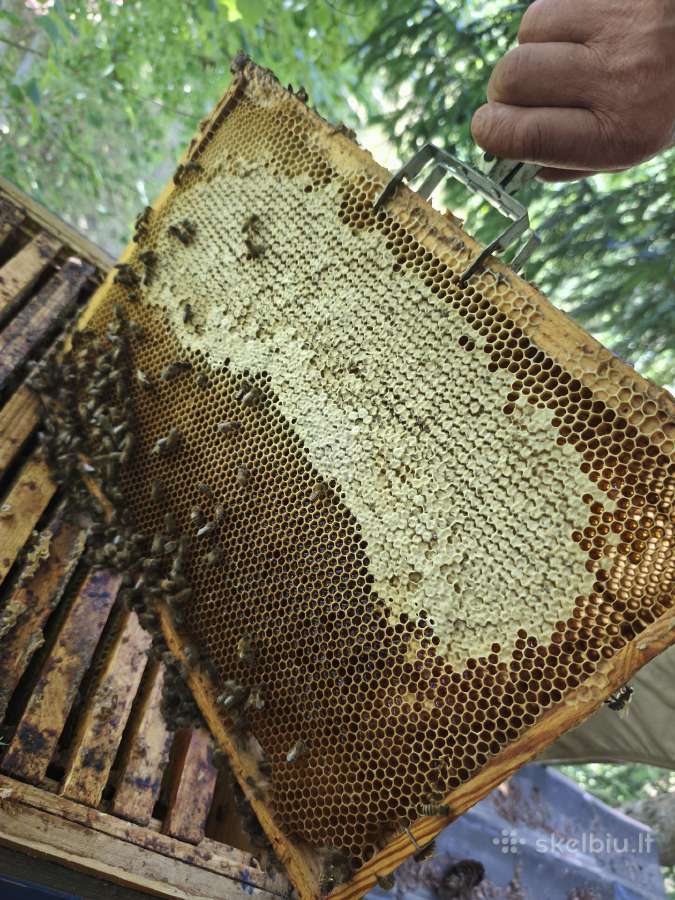 Korpusinis bičių avilys su šeima - nuotraukos Nr. 20