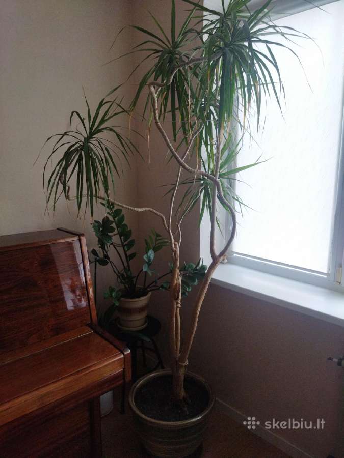 Dracena