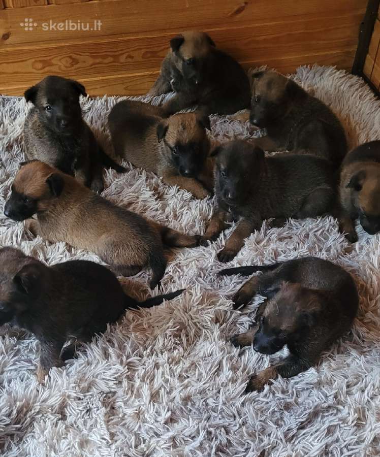 Belgų šuniukai Malinua