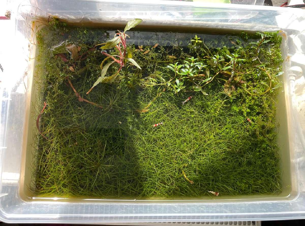 Krevetės Red Crystal su akvariumu