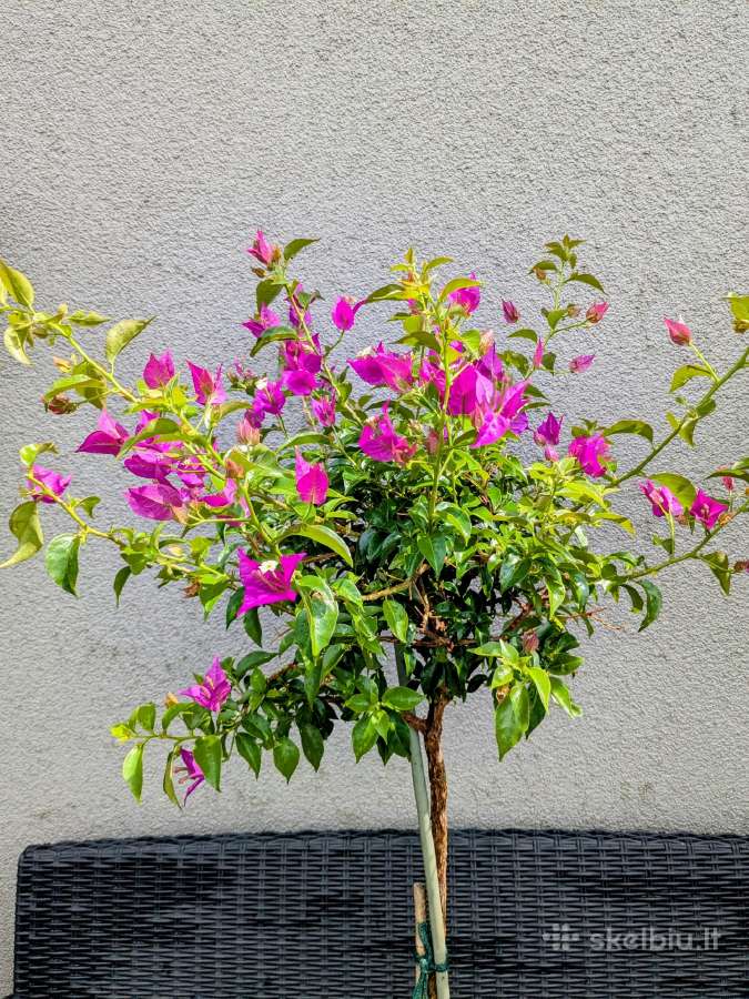 Gėlė