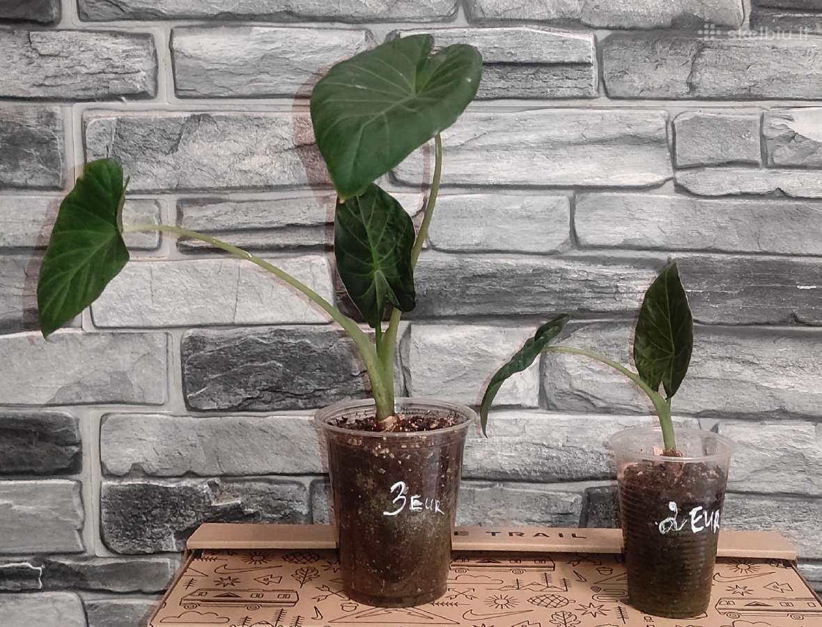 Alocasia regal shields