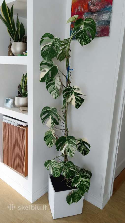 Monstera Deliciosa Variegata
