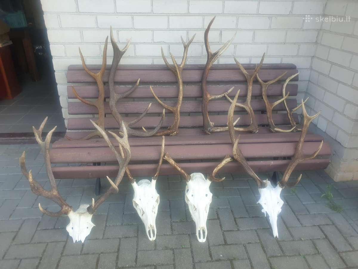Parduodu keletą elniukų,