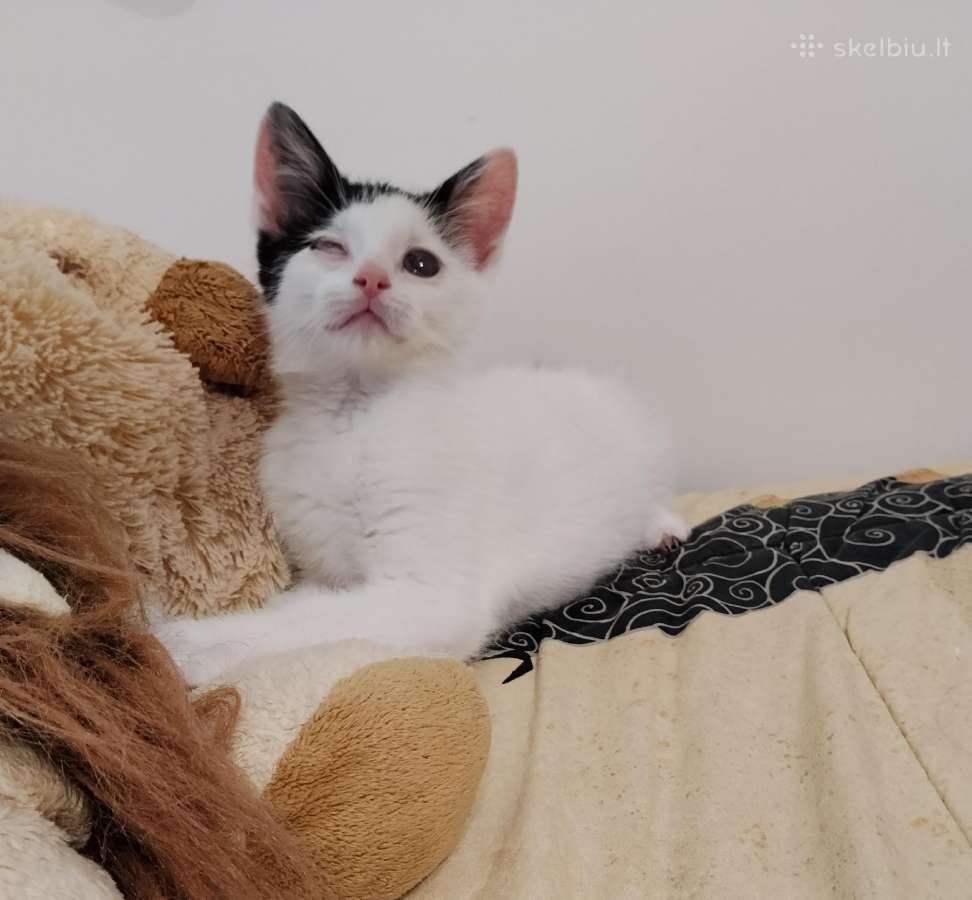 Katytė Trudi ieško namučių