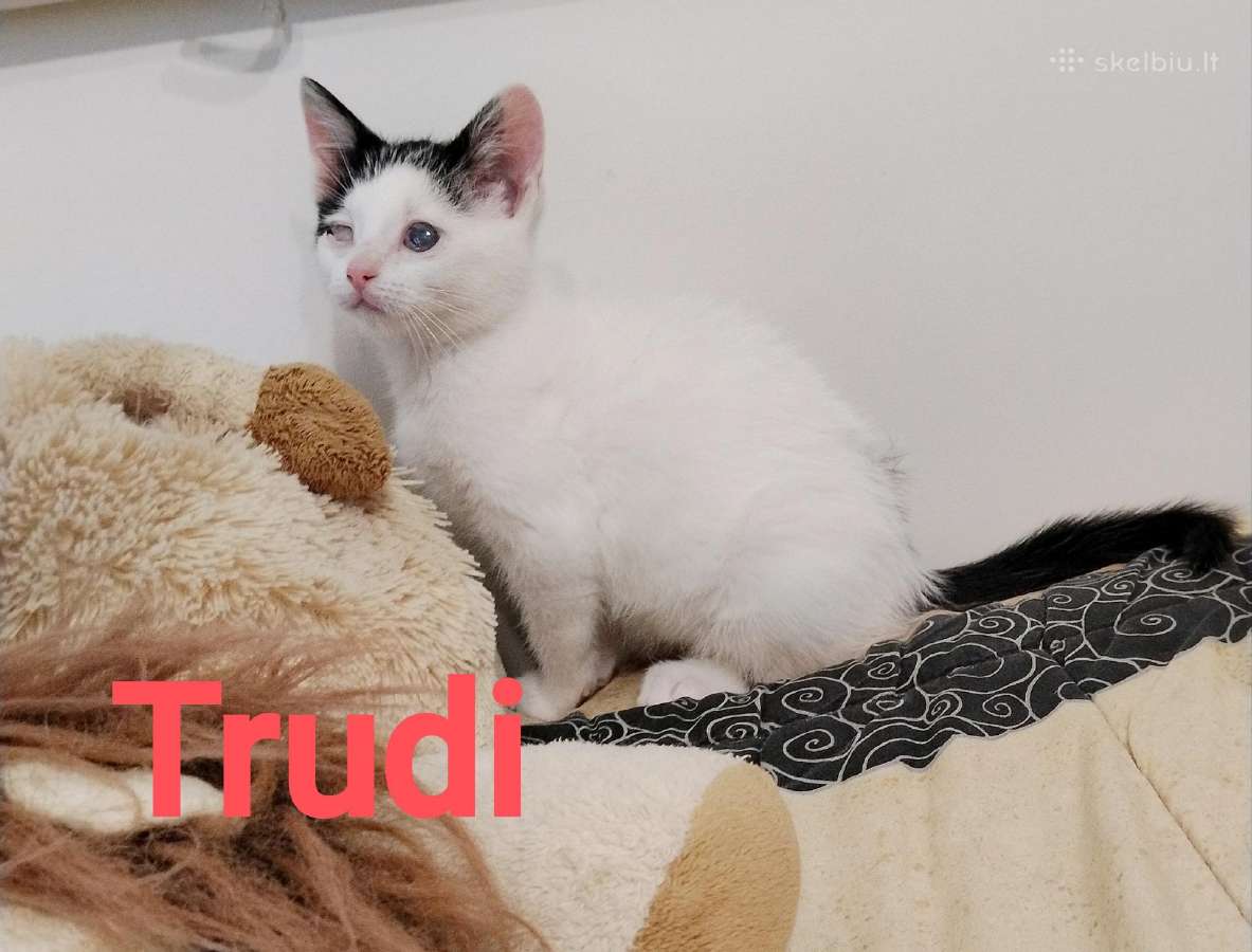 Katytė Trudi ieško namučių - nuotraukos Nr. 6