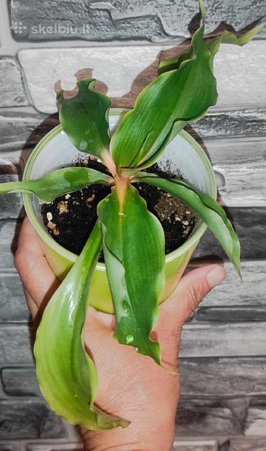Chlorophytum Green Orange
