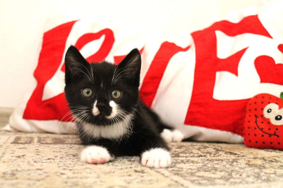 Be galo mielas kačiukas Romeo ieško namų !