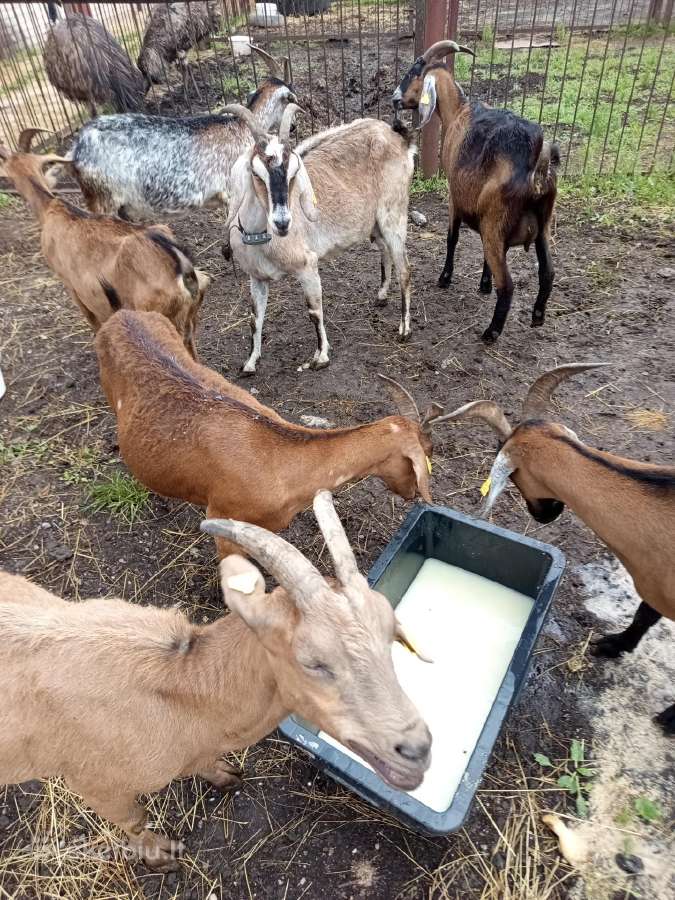 Parduodamos ožkos ir priesuglis